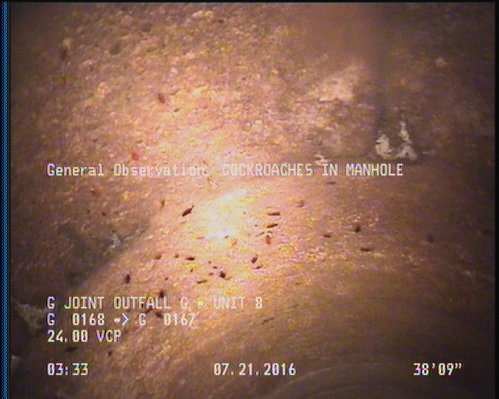 General Observation - COCKROACHES IN MANHOLE