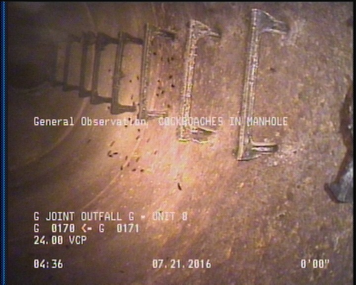 General Observation - COCKROACHES IN MANHOLE