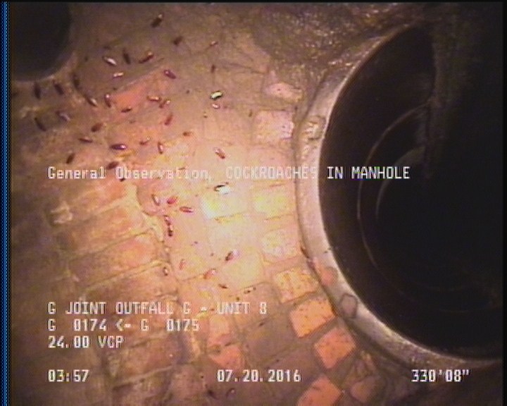 General Observation - COCKROACHES IN MANHOLE