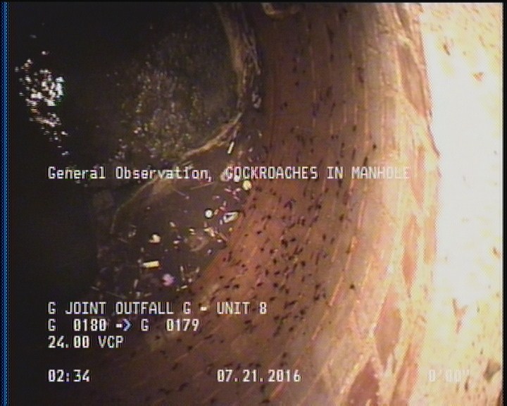 General Observation - COCKROACHES IN MANHOLE