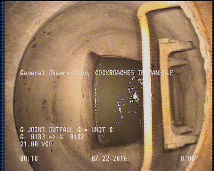 General Observation - COCKROACHES IN MANHOLE