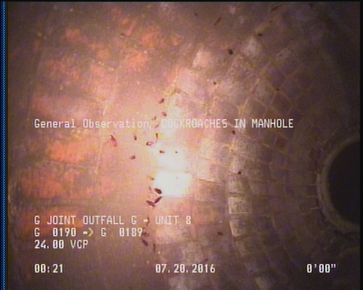 General Observation - COCKROACHES IN MANHOLE