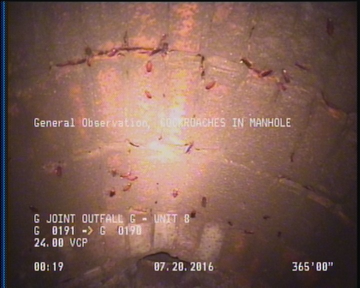 General Observation - COCKROACHES IN MANHOLE