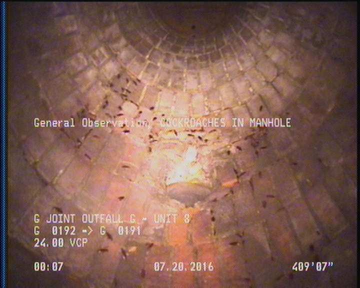 General Observation - COCKROACHES IN MANHOLE