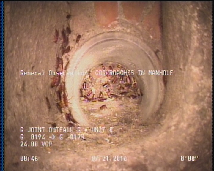 General Observation - COCKROACHES IN MANHOLE