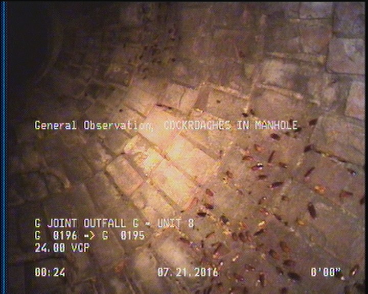 General Observation - COCKROACHES IN MANHOLE