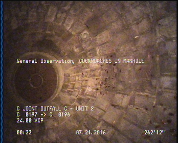 General Observation - COCKROACHES IN MANHOLE