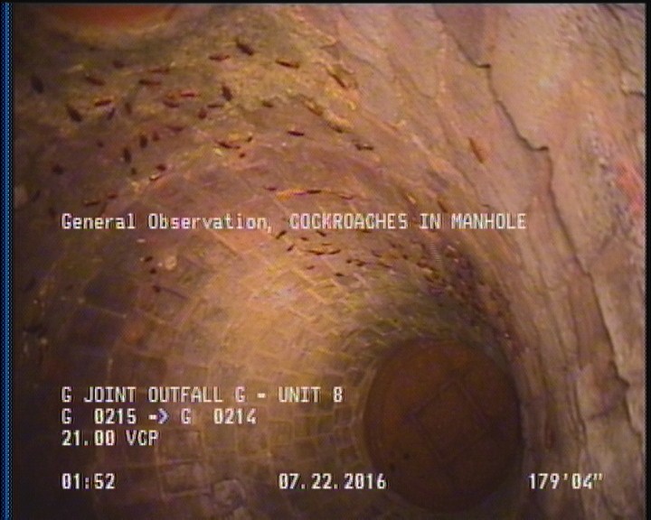 General Observation - COCKROACHES IN MANHOLE
