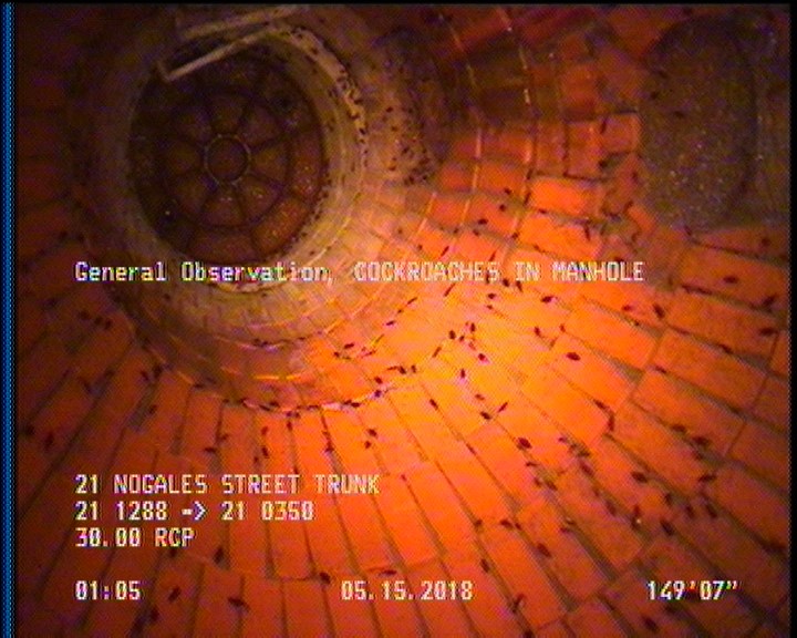 General Observation - COCKROACHES IN MANHOLE