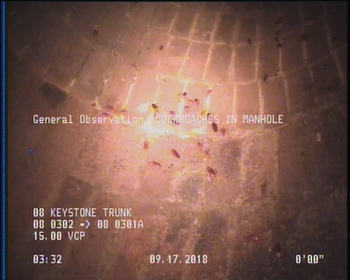 General Observation - COCKROACHES IN MANHOLE