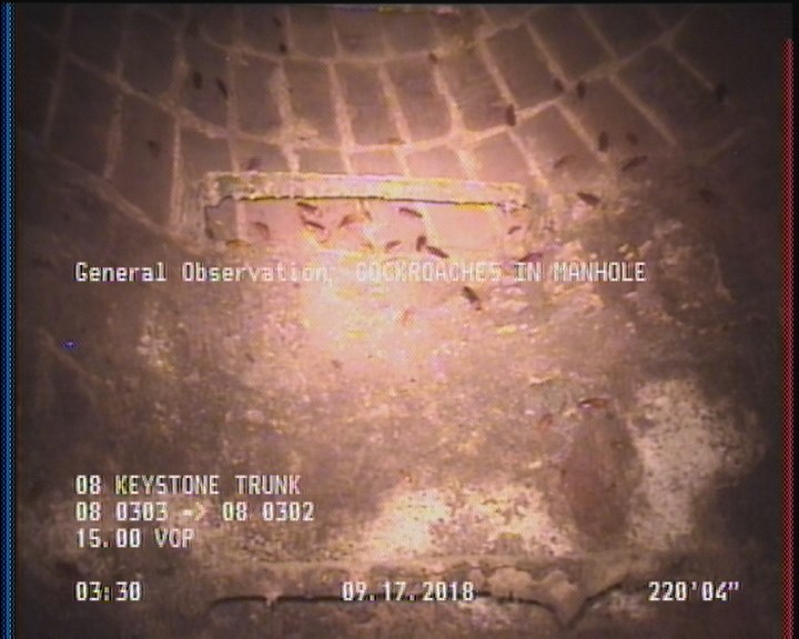 General Observation - COCKROACHES IN MANHOLE
