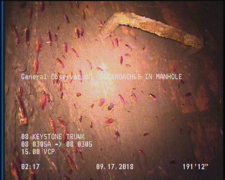 General Observation - COCKROACHES IN MANHOLE