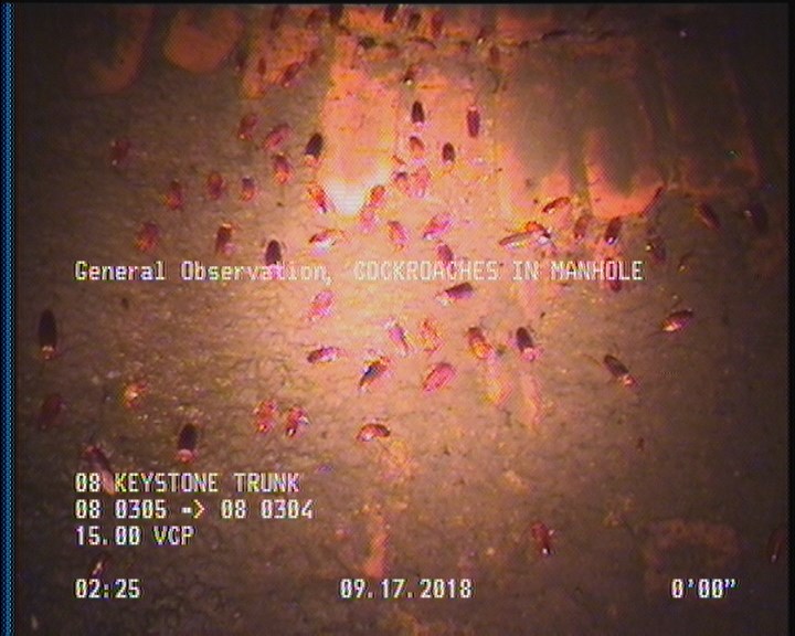 General Observation - COCKROACHES IN MANHOLE