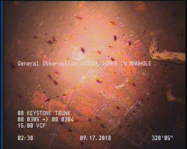 General Observation - COCKROACHES IN MANHOLE