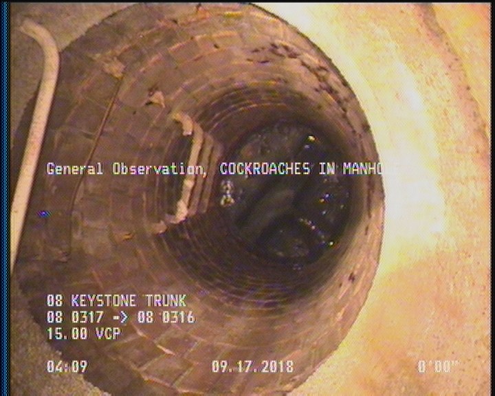 General Observation - COCKROACHES IN MANHOLE