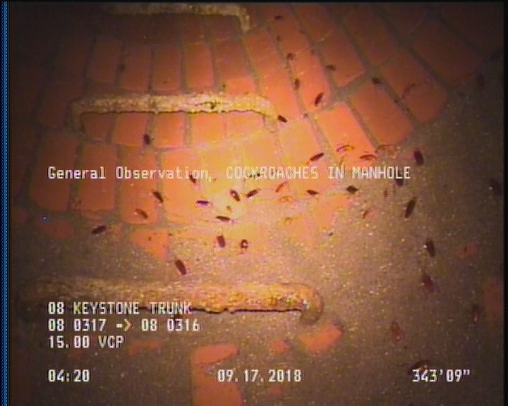 General Observation - COCKROACHES IN MANHOLE