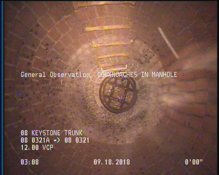 General Observation - COCKROACHES IN MANHOLE