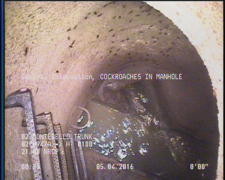 General Observation - COCKROACHES IN MANHOLE