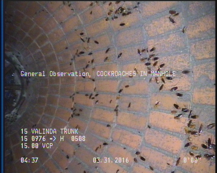 General Observation - COCKROACHES IN MANHOLE
