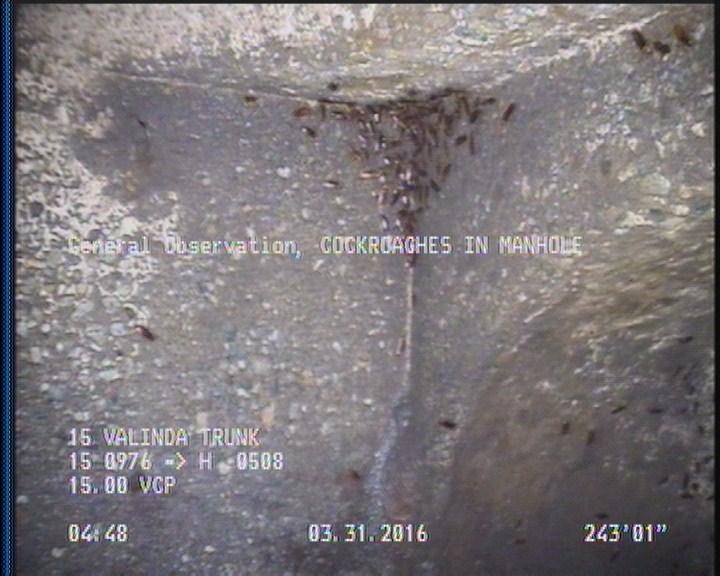 General Observation - COCKROACHES IN MANHOLE