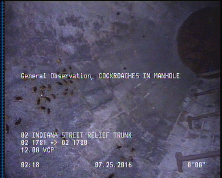 General Observation - COCKROACHES IN MANHOLE