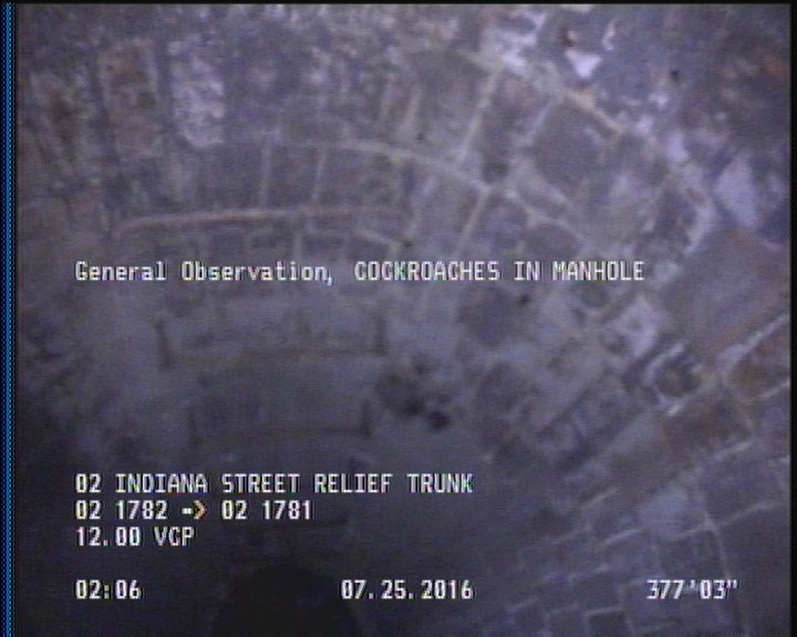 General Observation - COCKROACHES IN MANHOLE
