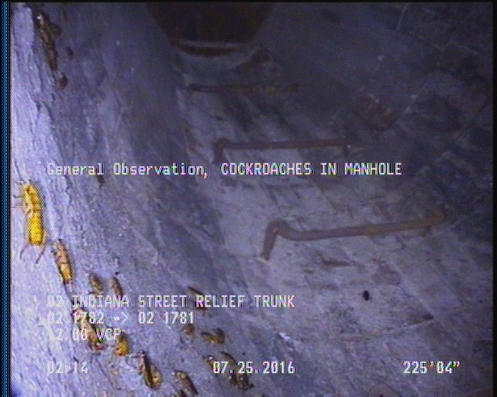 General Observation - COCKROACHES IN MANHOLE