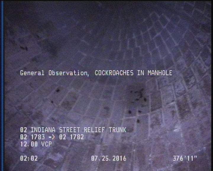 General Observation - COCKROACHES IN MANHOLE