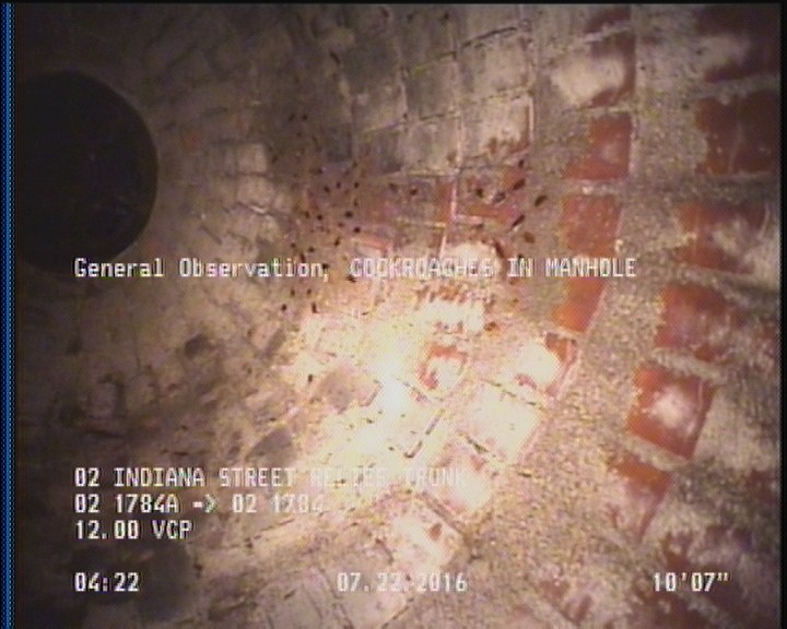 General Observation - COCKROACHES IN MANHOLE