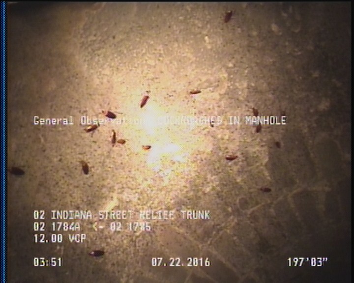 General Observation - COCKROACHES IN MANHOLE