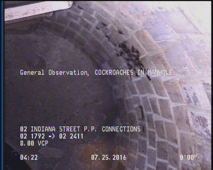 General Observation - COCKROACHES IN MANHOLE