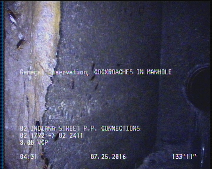 General Observation - COCKROACHES IN MANHOLE