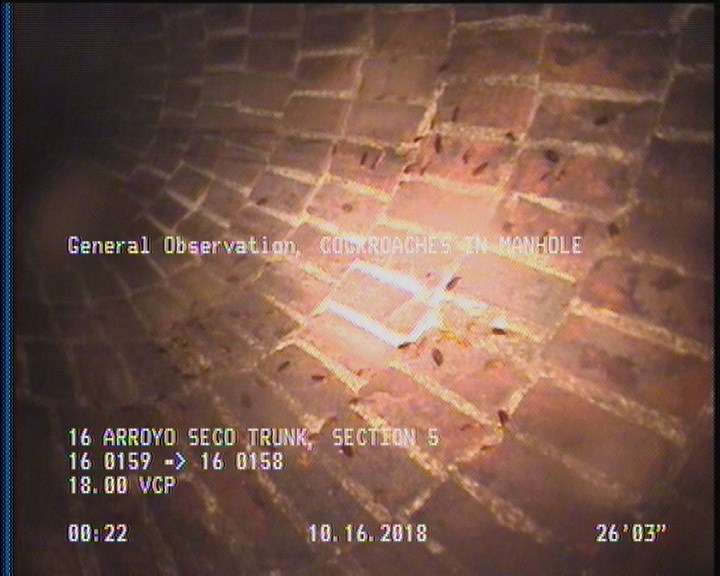 General Observation - COCKROACHES IN MANHOLE
