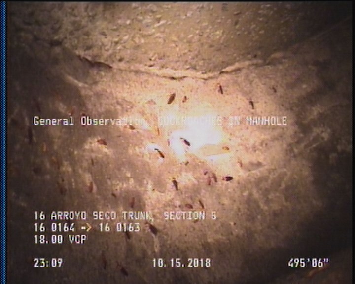 General Observation - COCKROACHES IN MANHOLE