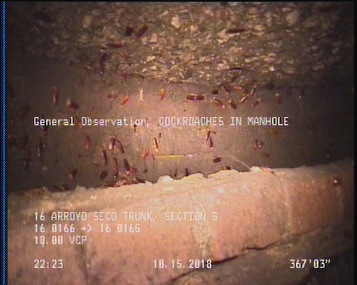 General Observation - COCKROACHES IN MANHOLE