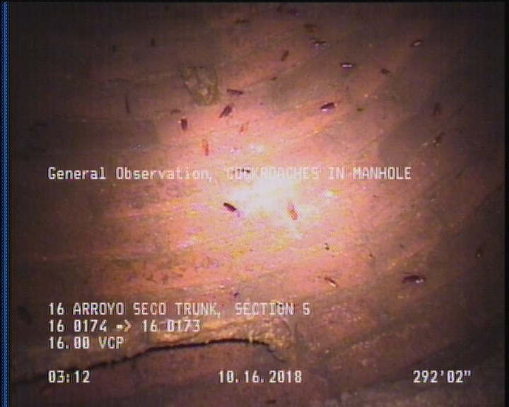 General Observation - COCKROACHES IN MANHOLE