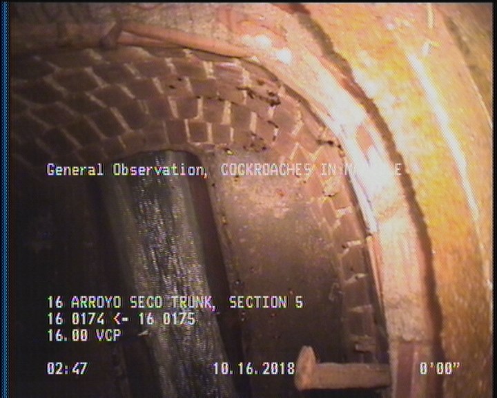 General Observation - COCKROACHES IN MANHOLE