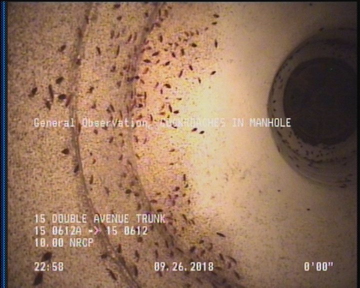 General Observation - COCKROACHES IN MANHOLE