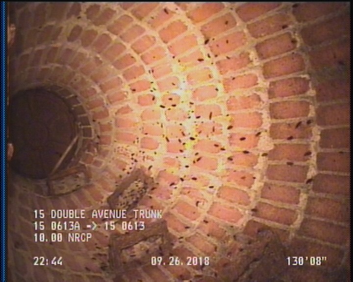 General Observation - COCKROACHES IN MANHOLE
