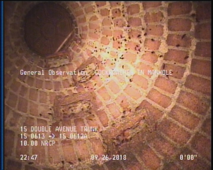 General Observation - COCKROACHES IN MANHOLE