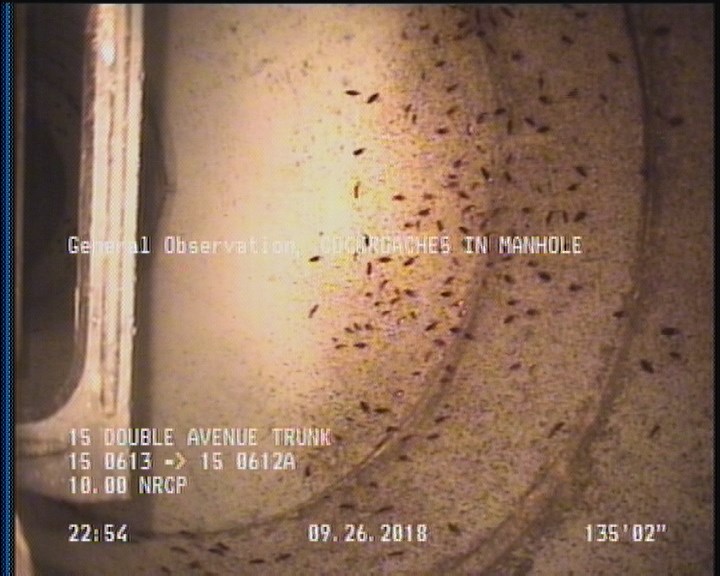General Observation - COCKROACHES IN MANHOLE