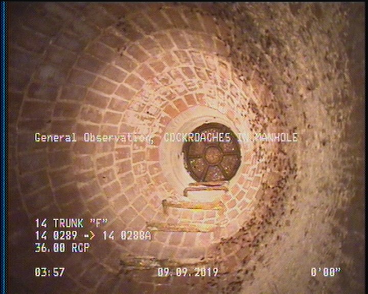 General Observation - COCKROACHES IN MANHOLE