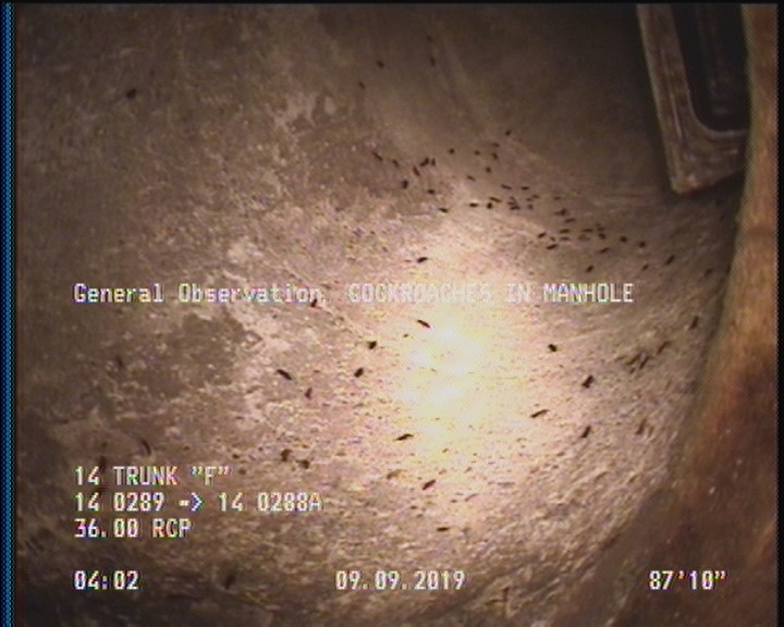 General Observation - COCKROACHES IN MANHOLE