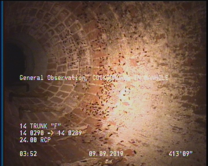 General Observation - COCKROACHES IN MANHOLE