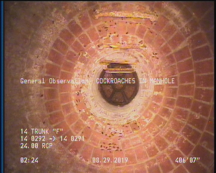 General Observation - COCKROACHES IN MANHOLE