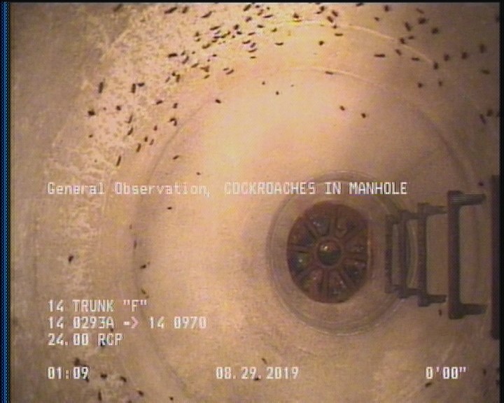 General Observation - COCKROACHES IN MANHOLE