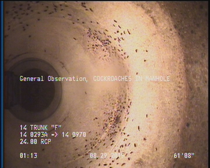 General Observation - COCKROACHES IN MANHOLE