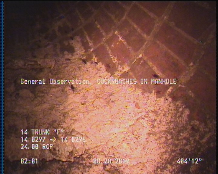 General Observation - COCKROACHES IN MANHOLE