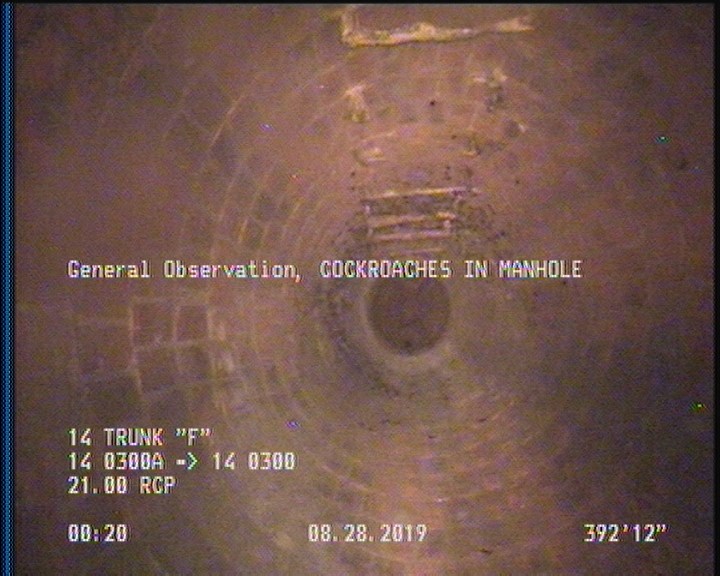 General Observation - COCKROACHES IN MANHOLE