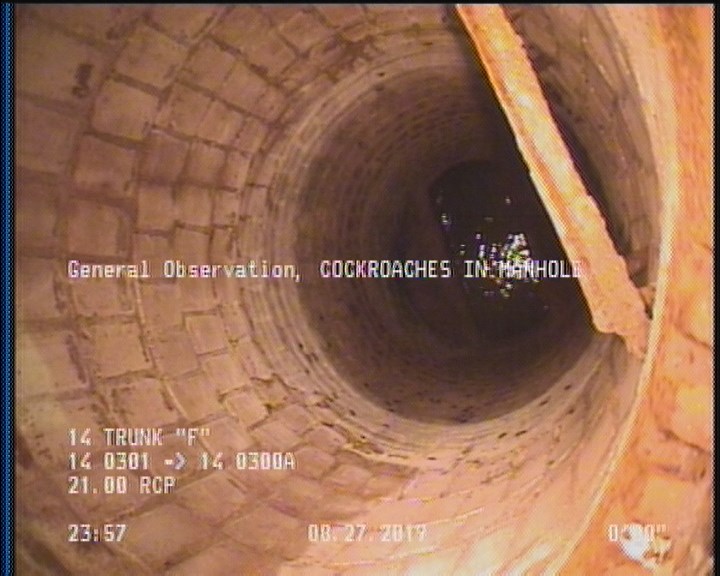 General Observation - COCKROACHES IN MANHOLE